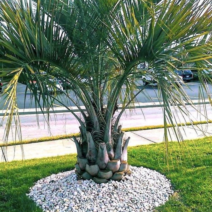 زراعة النخيل
