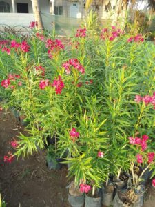 صورة واتساب بتاريخ 1447-05-01 في 23.41.19_2c83a82a